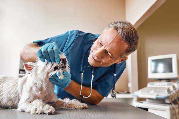 Best Emergency Dentist for Knocked-Out Tooth in Wilson, AR